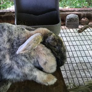 Meet your Posher, Laurie